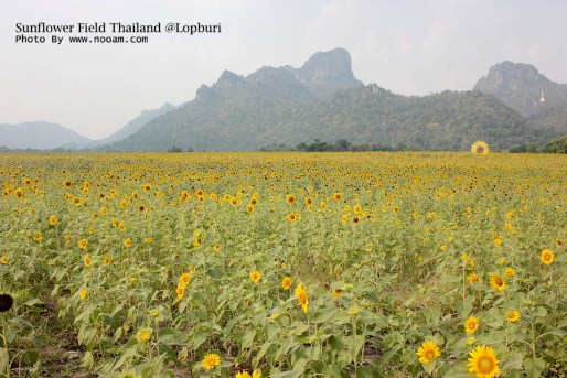 ทุ่งทานตะวัน เขาจีนแล จังหวัดลพบุรี ดอกไม้สวยๆ พร้อม วิวภูเขา พื้นที่กว่า 1400 ไร่